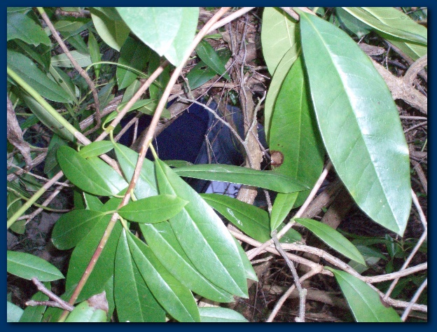 600x449 pixels (172K)